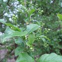 Euonymus americanus 'Angustifolius' fleur P2C